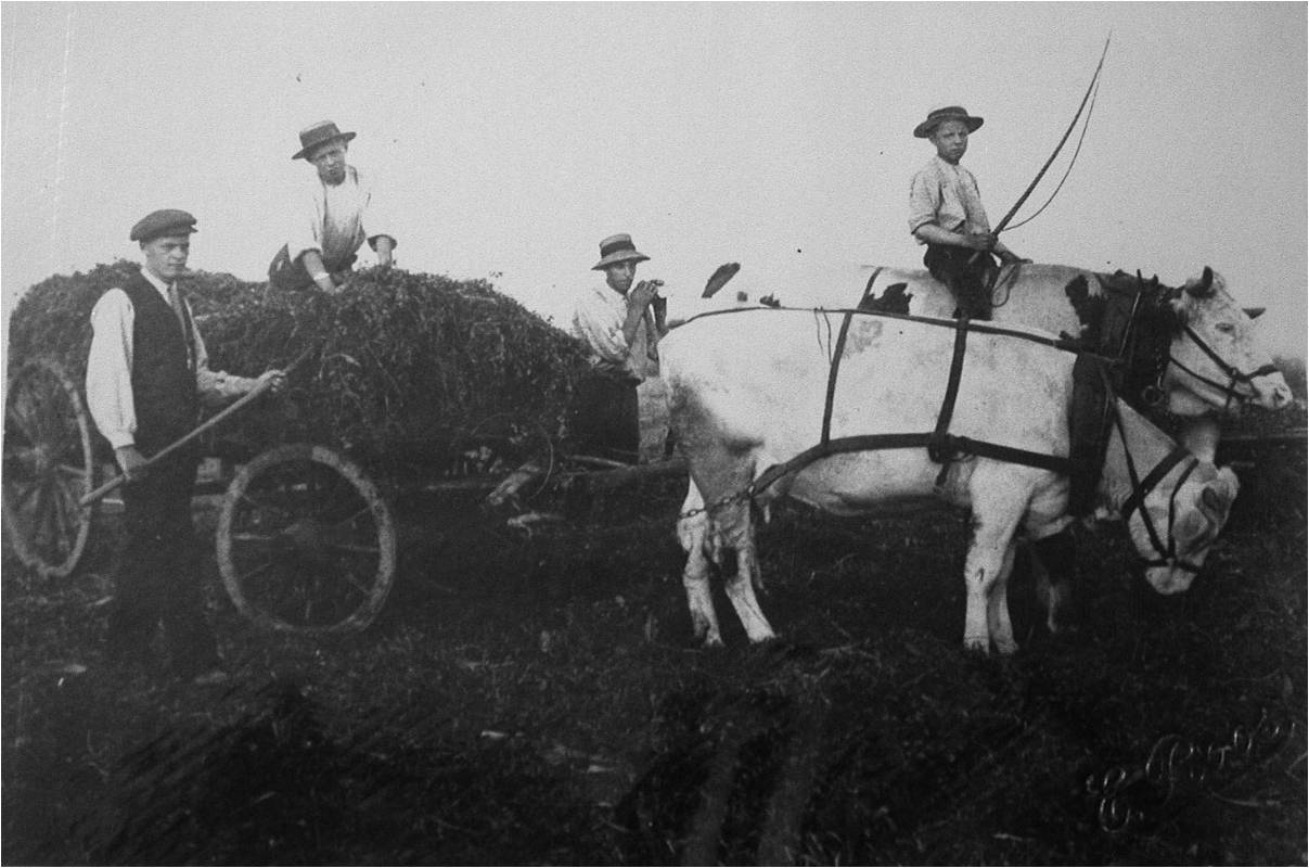 Les fils schleiers en 1914