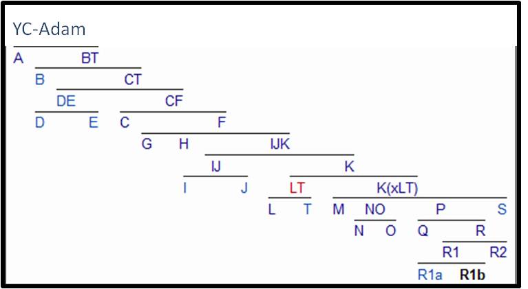 Arbre des groupes Genetiques